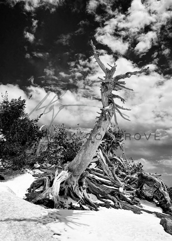 A dead tree trunk bleached in the Alpine sunlight nevertheless stands guard over Crater Lake.