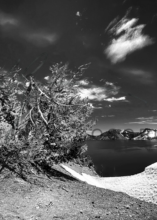 A weathered tree clings to the edge of Crater Lake in Oregon.