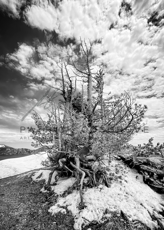 An Alpine bush spreads its branches in an echo of the overhead clouds, at Crater Lake National Park.