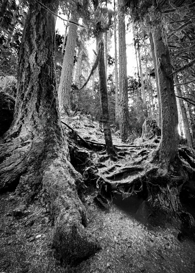 Mossy tree trunks loom over a hillside as the pine roots hold back the soil in Silver Creek State Park, Oregon.
