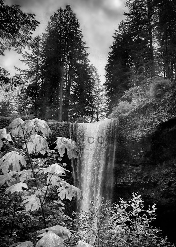 One of ten waterfalls in Silver Creek State Park, Oregon serves as the backdrop to maple leaves.