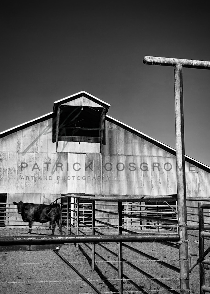 A bull pauses near a barn at Pheasant Trek Ranch, Yolo County, California.