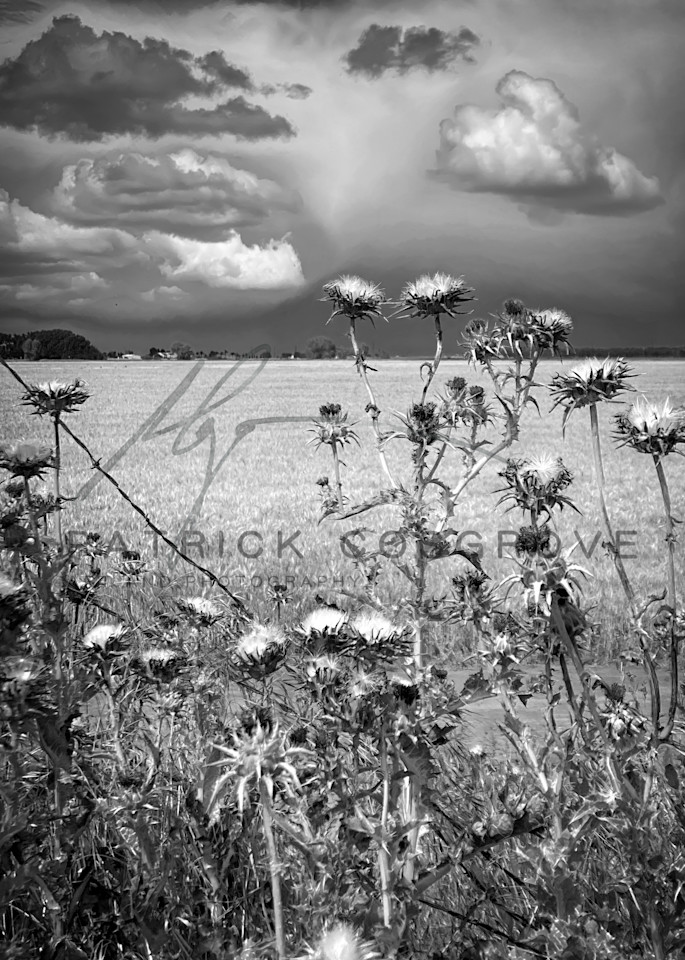 Thistle blooms rise above a winter wheat field as storm clouds pass through Yolo County, California.