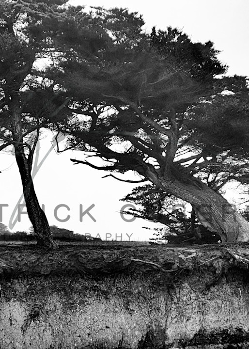 In a last stand against relentless erosion, Monterey cypress trees grasp the cliffside with their exposed roots before inevitably falling into the sea.
