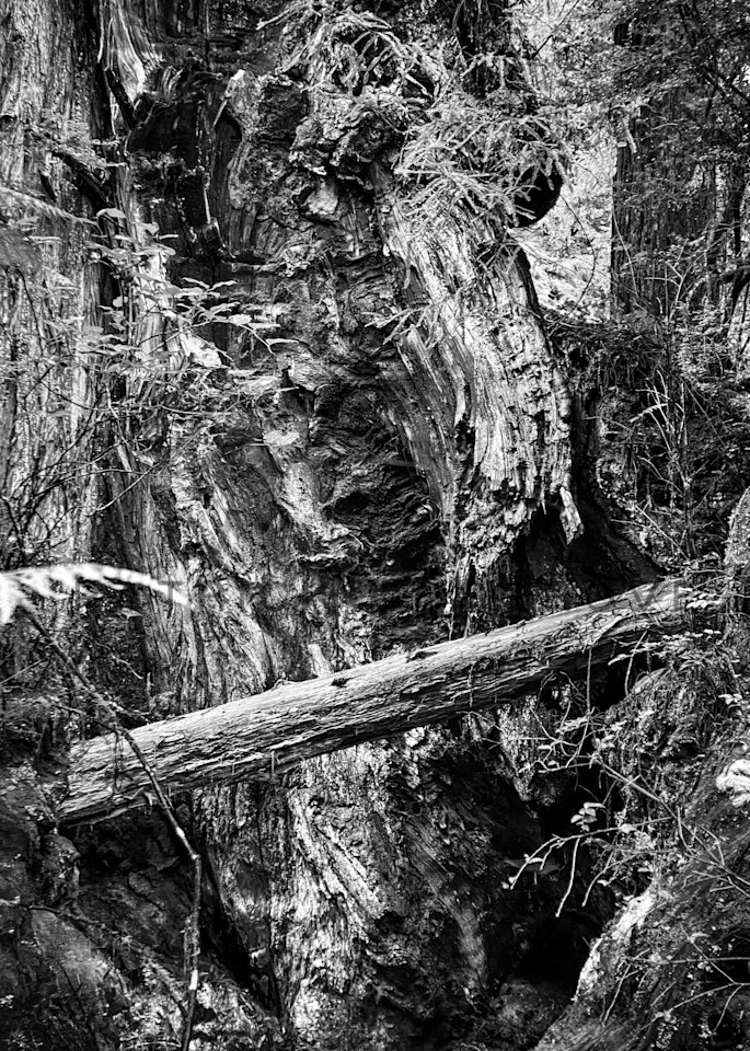 A fallen tree lies at the foot of a giant redwood trunk in a cycle of growth and decay.