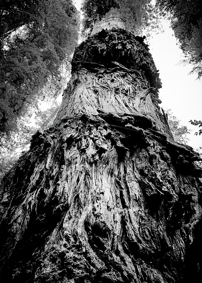Two burls on a redwood trunk tower above the forest floor in Humboldt County.