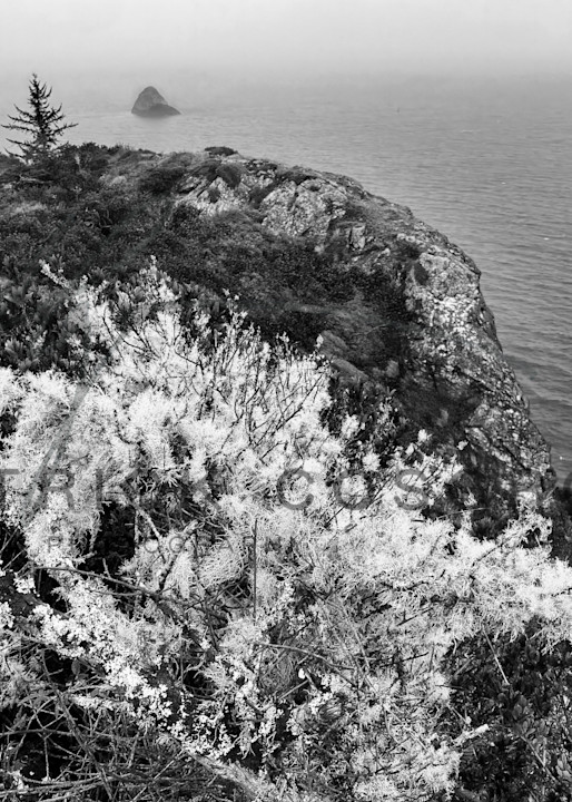 A rugged bush glistens brightly atop a cliffside overlooking Trinidad Bay in Humboldt County.