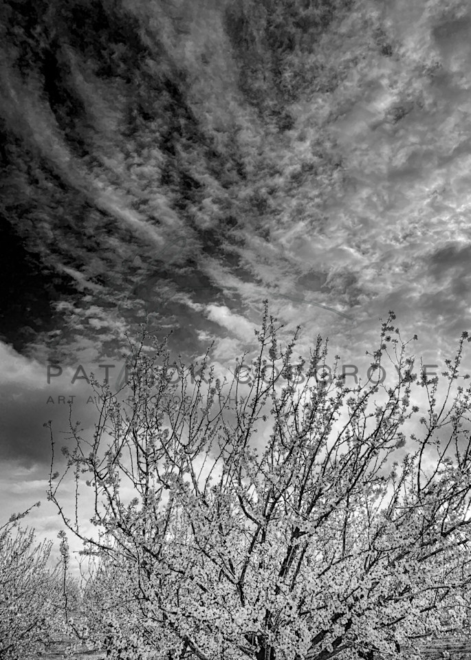 Clouds And Branches Art | Patrick Cosgrove Art and Photography