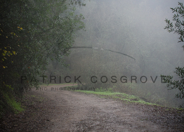 Berkeley Hills Trail Art | Patrick Cosgrove Art and Photography