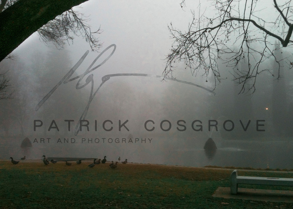 Ducks And Fog Art | Patrick Cosgrove Art and Photography