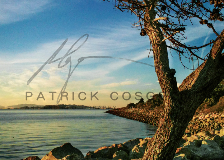 Berkeley Marina Pine Art | Patrick Cosgrove Art and Photography