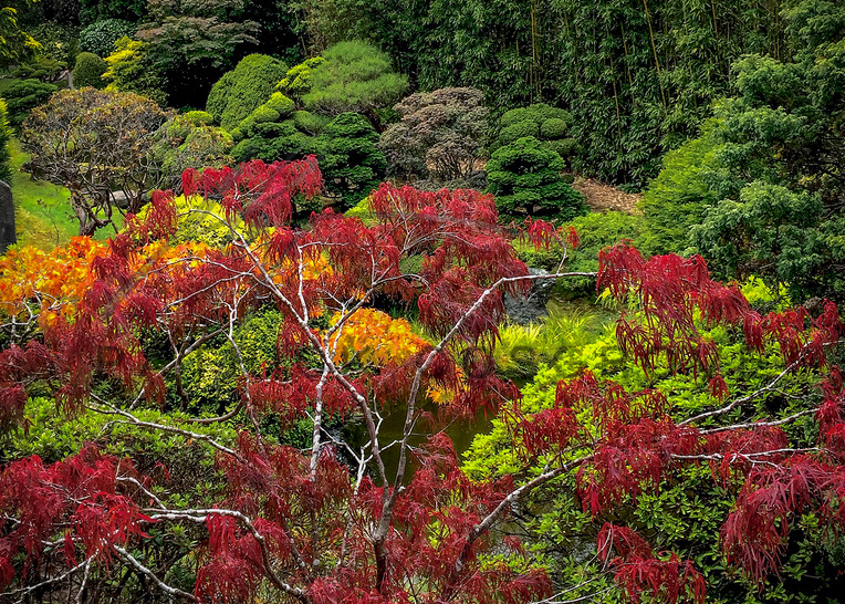Japanese Tea Garden No.2 Art | Patrick Cosgrove Art and Photography