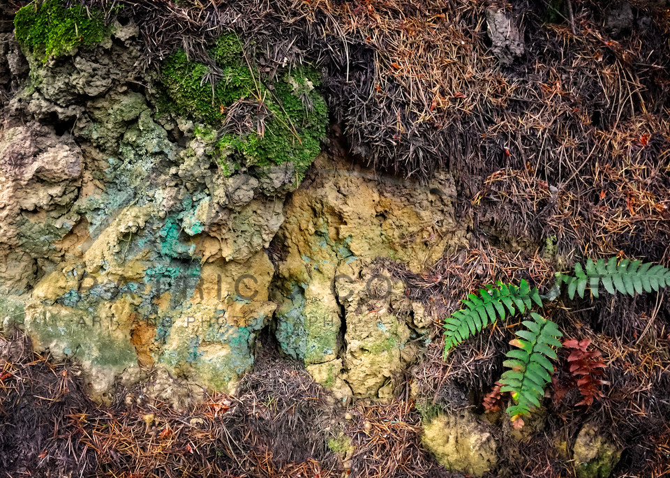 Palomarin Lichen And Fern Art | Patrick Cosgrove Art and Photography