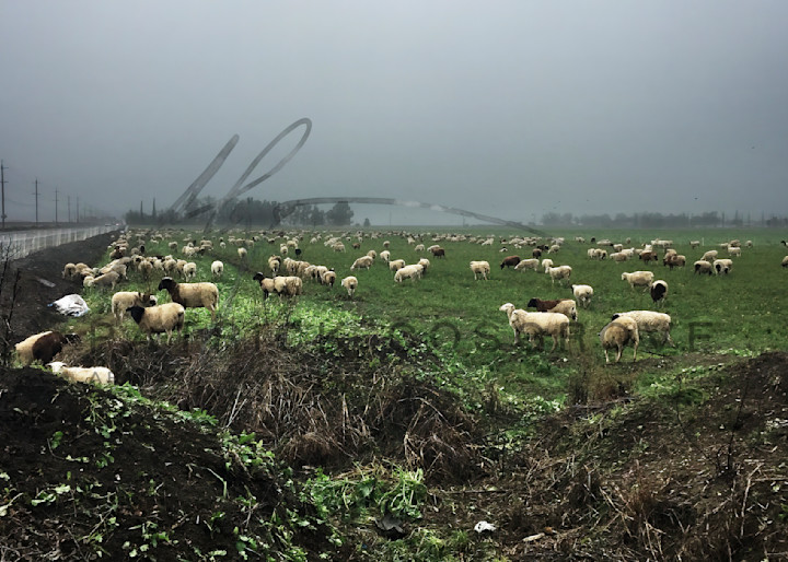Sheep graze beneath a Winter fog in rural Yolo County.