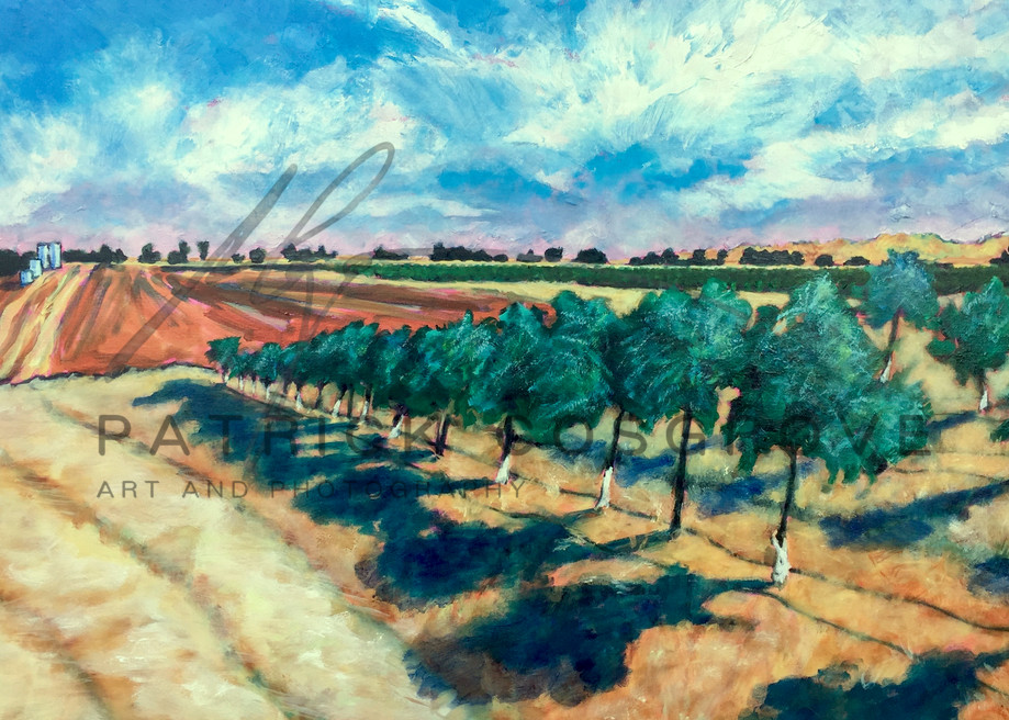 Olive trees line the rolling hills of Yolo County at Hungry Hollow Farm.