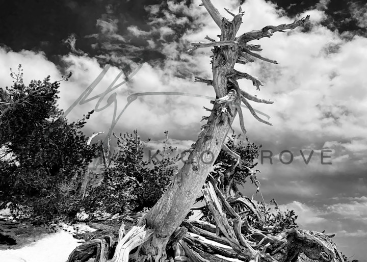 A dead tree trunk bleached in the Alpine sunlight nevertheless stands guard over Crater Lake.
