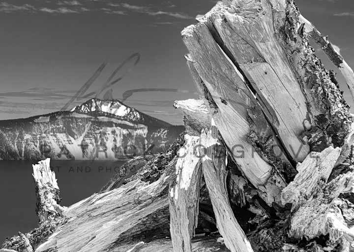 A weathered stump warms in the Summer light at the edge of still-snowy Crater Lake.