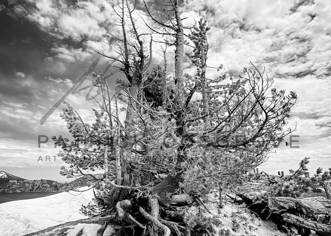An Alpine bush spreads its branches in an echo of the overhead clouds, at Crater Lake National Park.