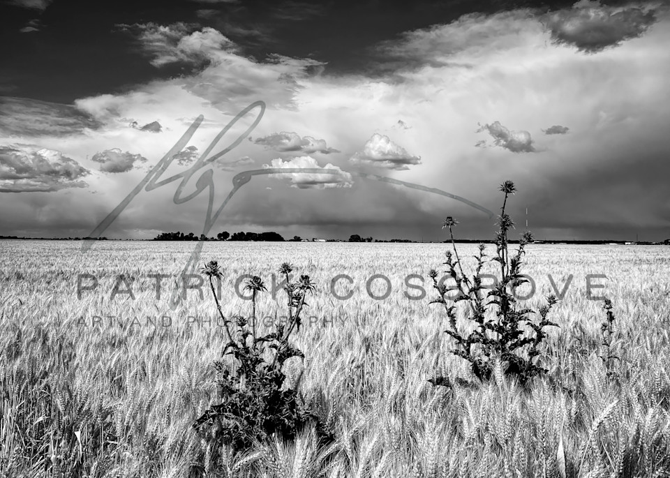 Two thistles grow along the edge of a winter wheat field as storm clouds pass through Yolo County, California.