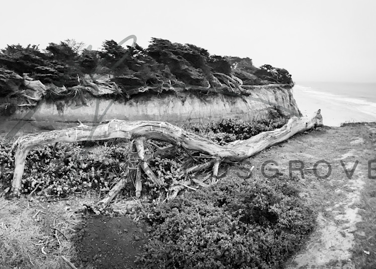 A Half Moon Bay ravine opened by cliffside erosion is framed by Monterey cypress trees, both survivors and the fallen.
