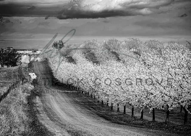 Almond Hill Art | Patrick Cosgrove Art and Photography