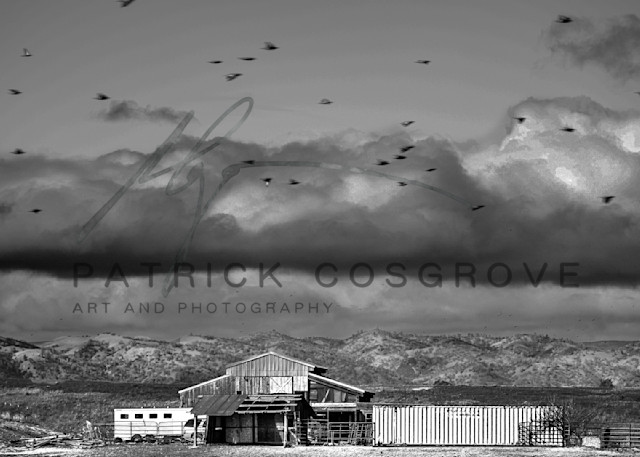 Barn And Birds Art | Patrick Cosgrove Art and Photography