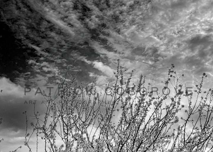 Clouds And Almond Branches Art | Patrick Cosgrove Art and Photography