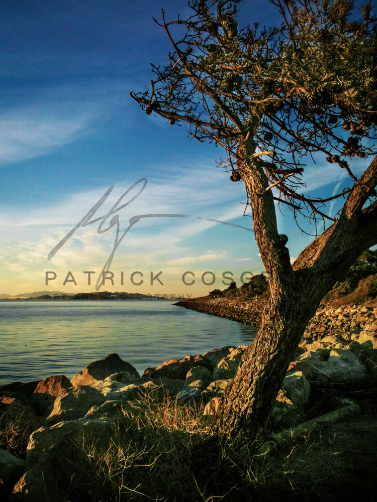 Berkeley Marina Pine Art | Patrick Cosgrove Art and Photography
