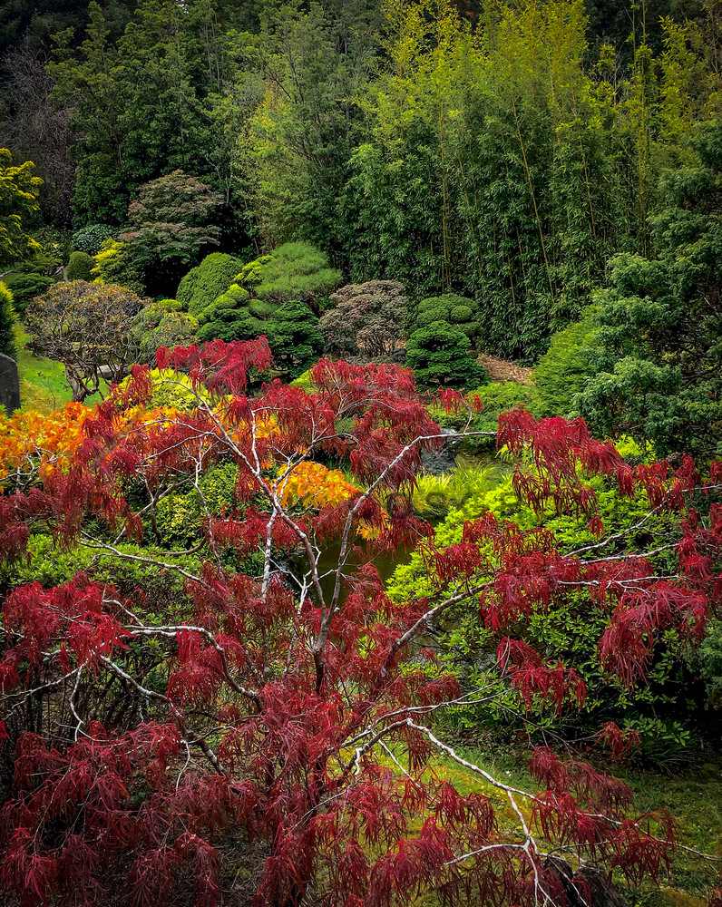 Japanese Tea Garden No.2 Art | Patrick Cosgrove Art and Photography