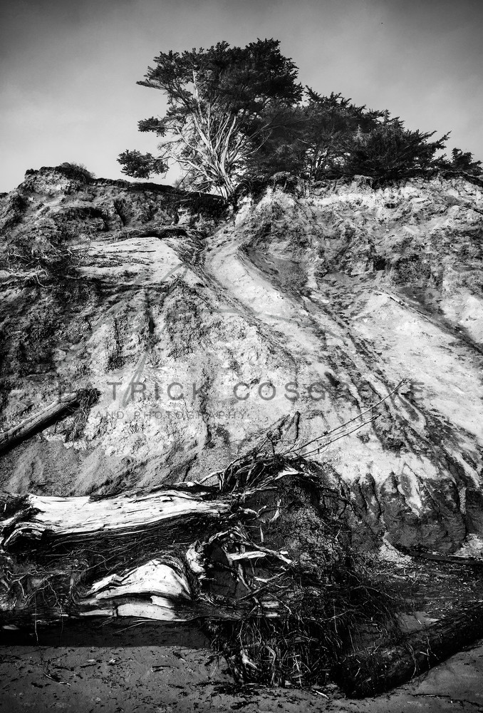 Agate Beach Cliff And Tree Art | Patrick Cosgrove Art and Photography