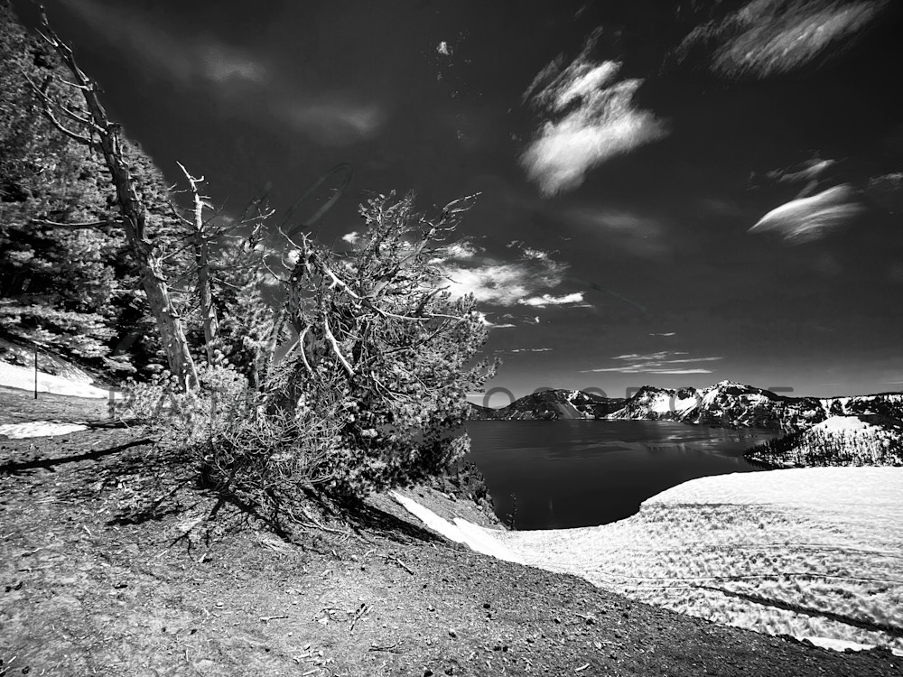 A weathered tree clings to the edge of Crater Lake in Oregon.