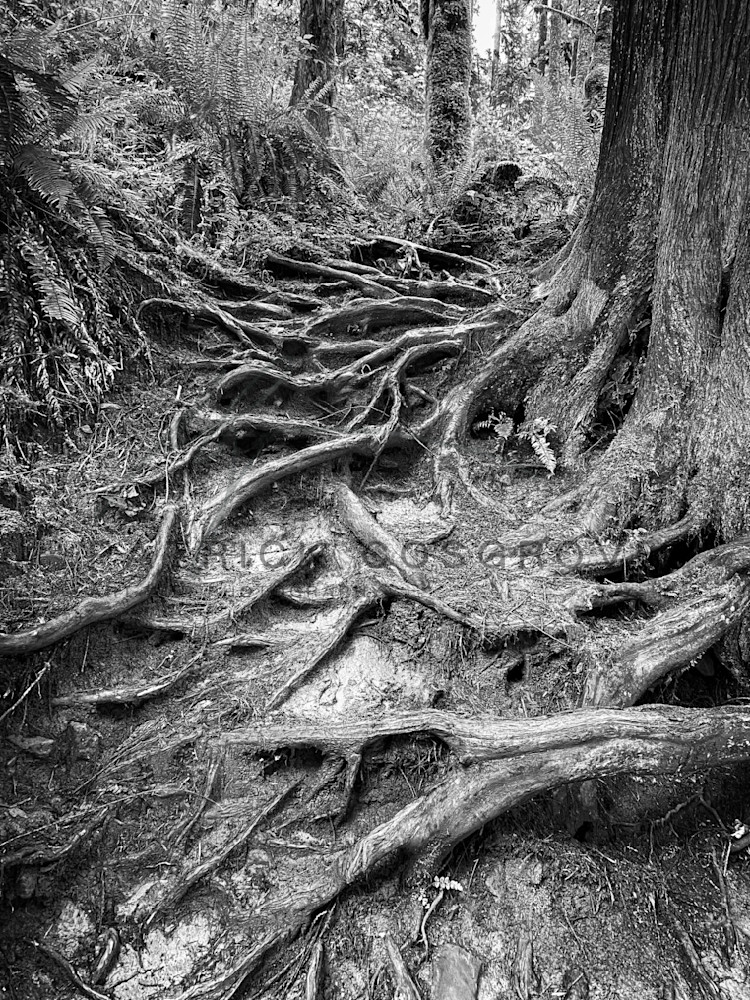 Exposed pine tree roots descend on a hillside in Silver Creek State Park, Oregon.