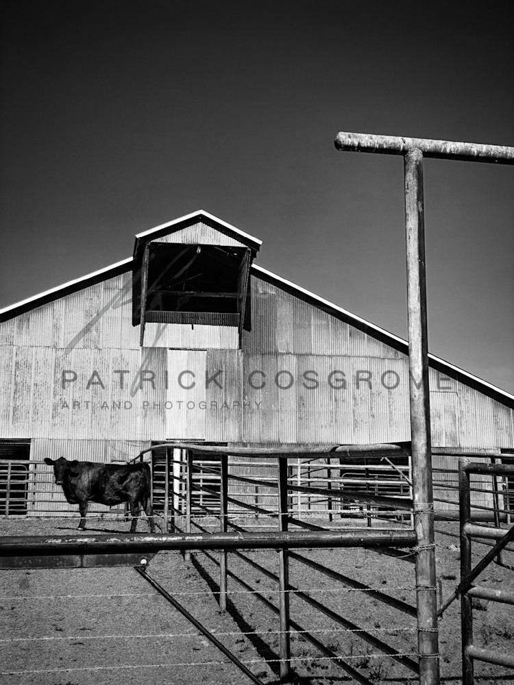 A bull pauses near a barn at Pheasant Trek Ranch, Yolo County, California.