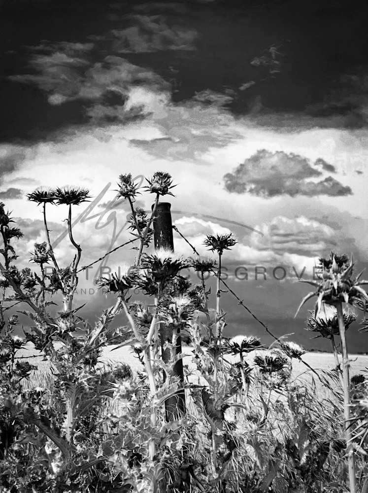 Thistles in bloom wave toward passing Spring storm clouds in Yolo County, California.