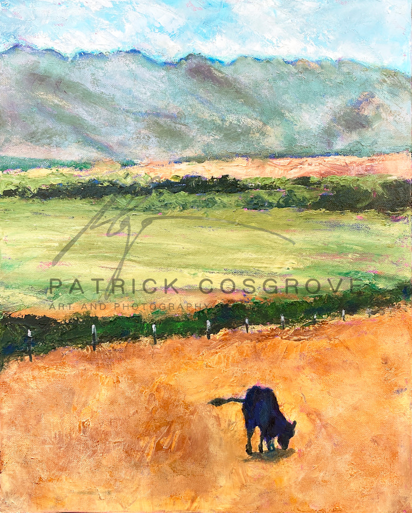 A cow wanders alone in a sun-burnt field near the hills of Yolo County, California.