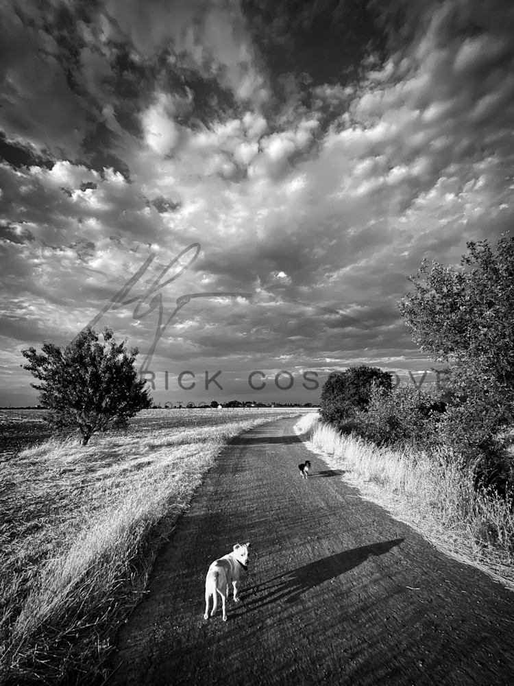 Two dogs hesitate beneath a dramatic summer sky as they travel along a farm field's edge in Yolo County, California.