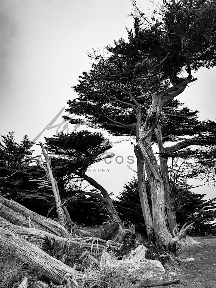 A stand of Monterey Cypress leans into the dusky fog approaching the Northern California at Half Moon Bay.