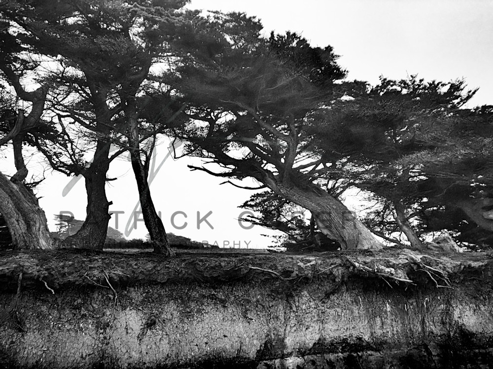In a last stand against relentless erosion, Monterey cypress trees grasp the cliffside with their exposed roots before inevitably falling into the sea.