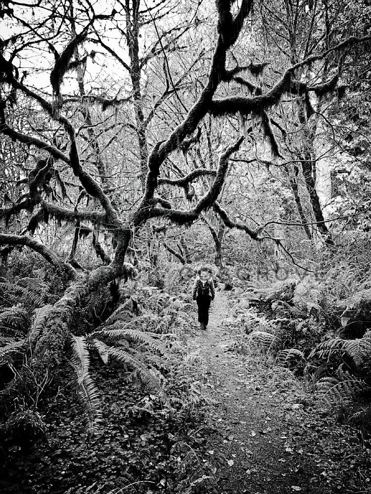 A hiker passes beneath moss-hung branches in the Prairie Creek Redwoods State Park, Humboldt County.