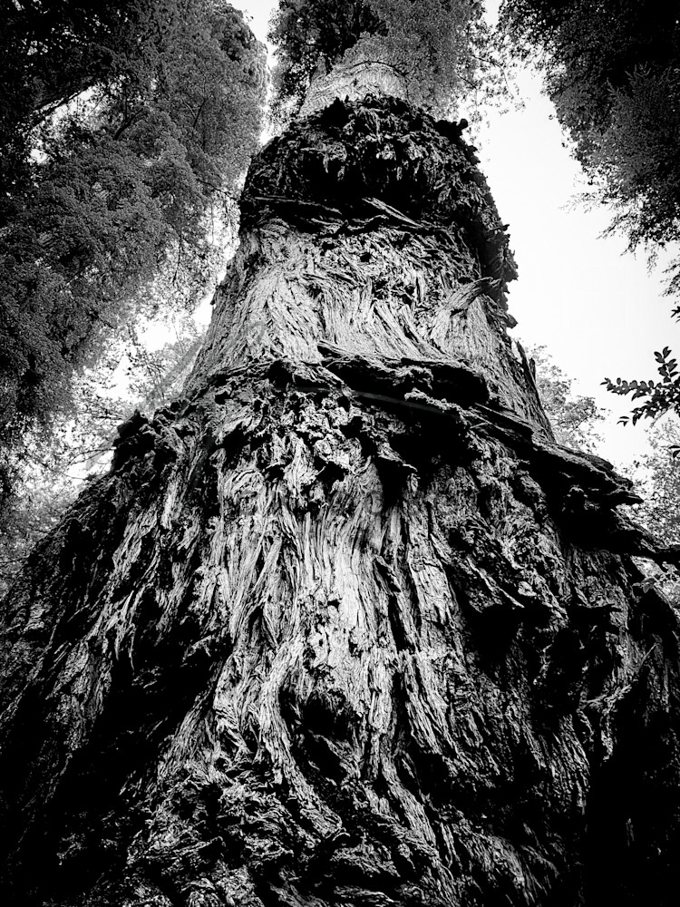 Two burls on a redwood trunk tower above the forest floor in Humboldt County.
