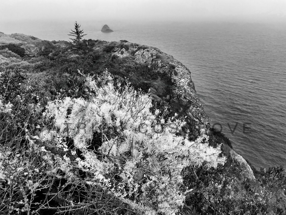 A rugged bush glistens brightly atop a cliffside overlooking Trinidad Bay in Humboldt County.