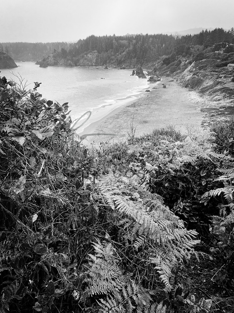 Ferns cover the rocky cliffside overlooking Trinidad Bay, Humboldt County.