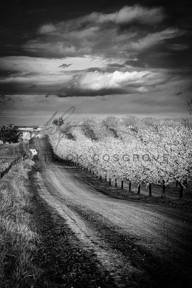 Almond Hill Art | Patrick Cosgrove Art and Photography