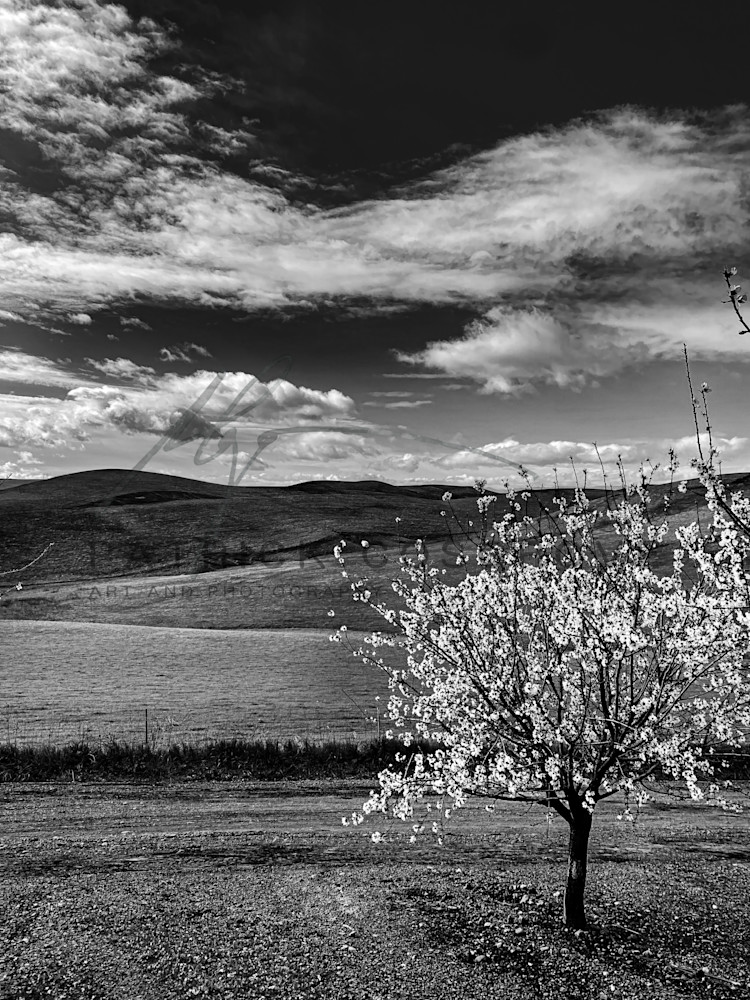 An Almond Tree Blooms Art | Patrick Cosgrove Art and Photography