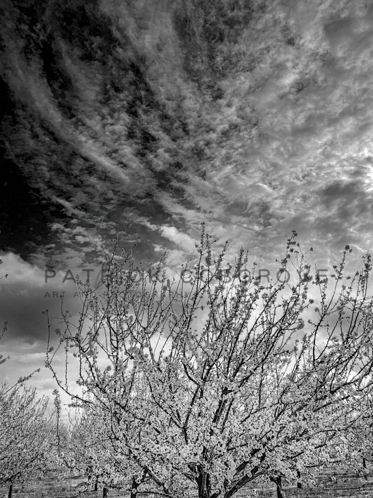 Clouds And Almond Branches Art | Patrick Cosgrove Art and Photography