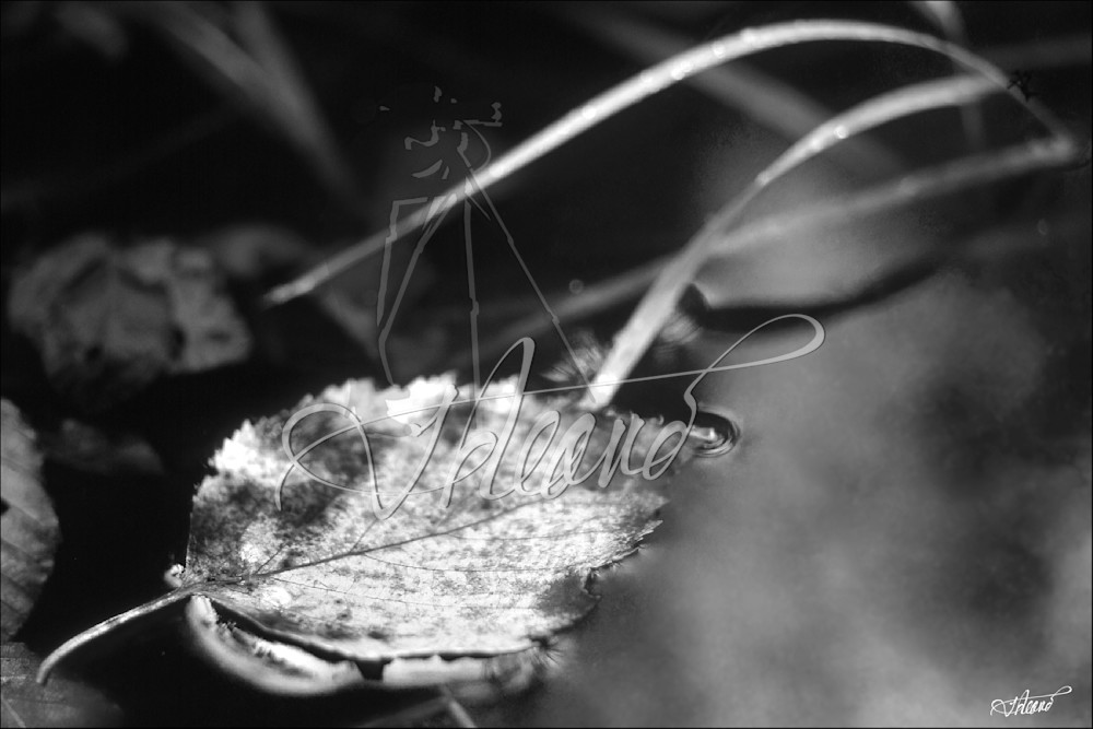 Birch Bw Photography Art | Fred Reaves Fine Art Images