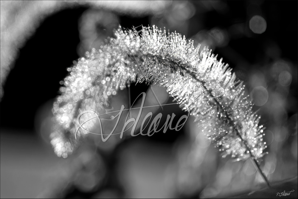 Morning Dew Photography Art | Fred Reaves Fine Art Images