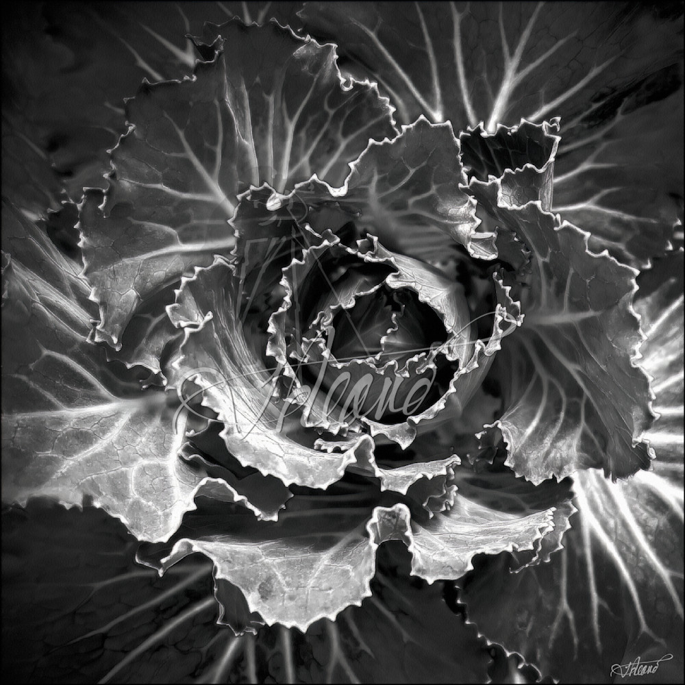 Z Ornamental Kale Bw Copy Photography Art | Fred Reaves Fine Art Images