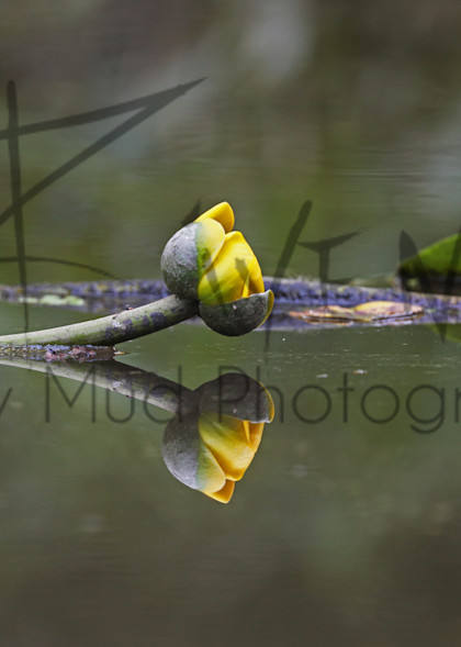Lillies Reflection Photography Art | Stinky Mud Photography
