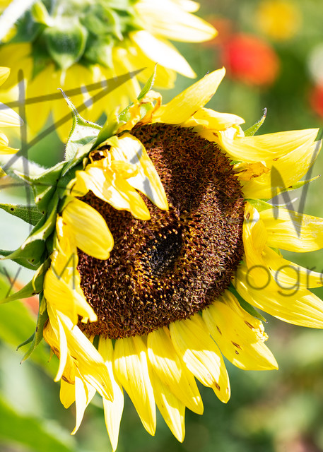 Sunflowers With A Pop Of Color Photography Art | Stinky Mud Photography